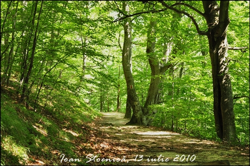 Carpati.org