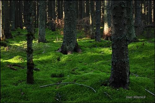 /harghita/dsc_5719.jpg