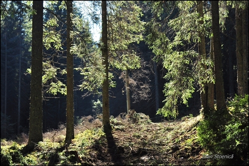 /harghita/dsc_5723.jpg