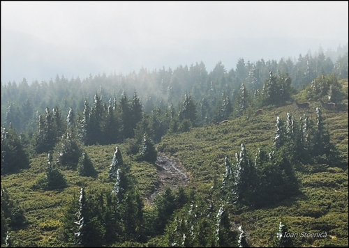 /harghita/dsc_5797_2.jpg
