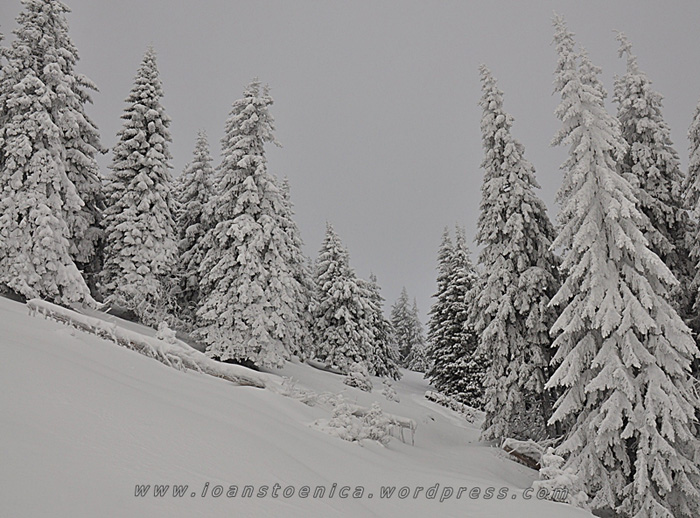 /hasmas/dsc_3682.jpg
