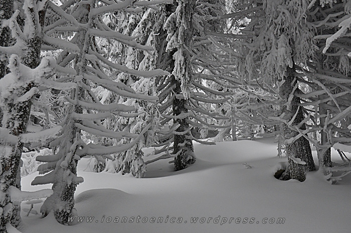 /hasmas/dsc_3696.jpg