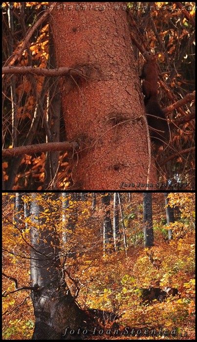 /holbavToamna/dsc_5331-vert.jpg
