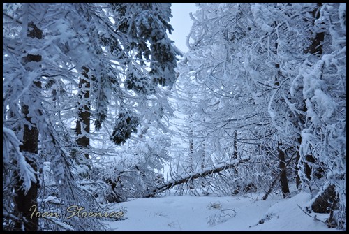 /nemira/dsc_0312.jpg