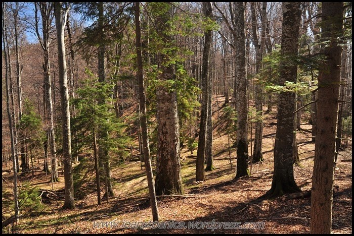 /primulUrs/dsc_4060.jpg