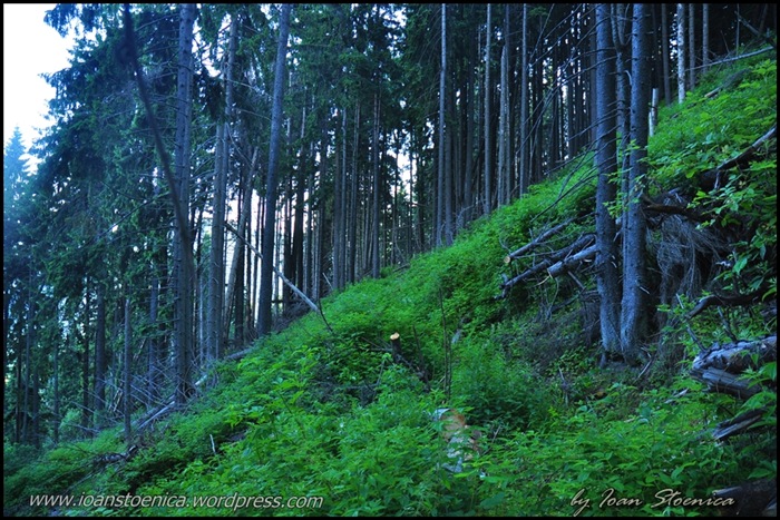 /primulUrs/dsc_9644.jpg