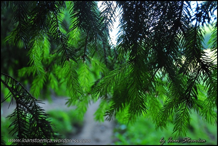 /primulUrs/dsc_9659.jpg