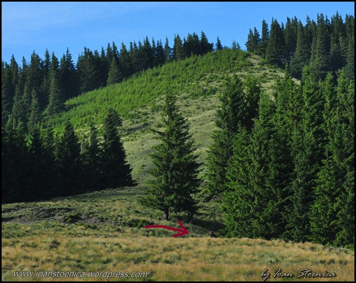 /primulUrs/dsc_9663.jpg