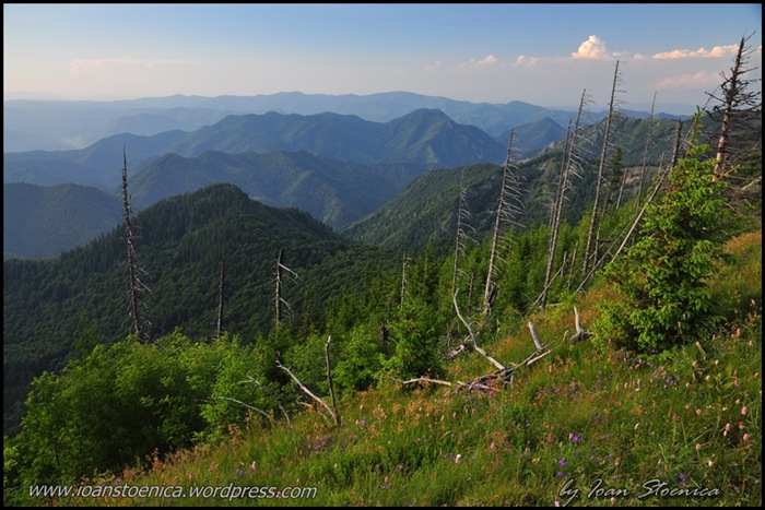 /primulUrs/dsc_9709.jpg