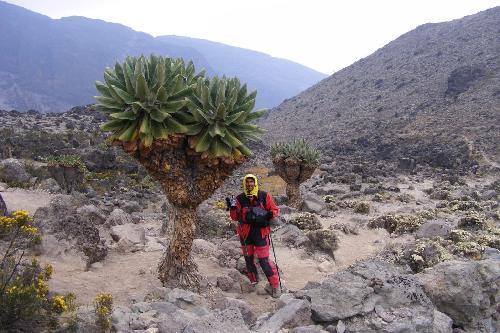 /KILIMANJARO/31._floricele.jpg