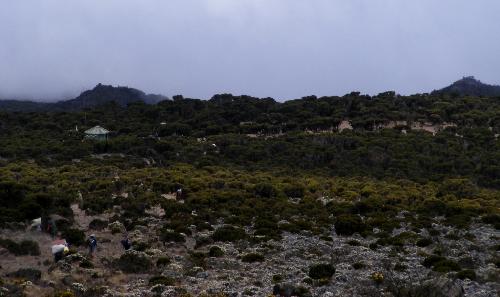 /KILIMANJARO/61._millenium_camp.jpg