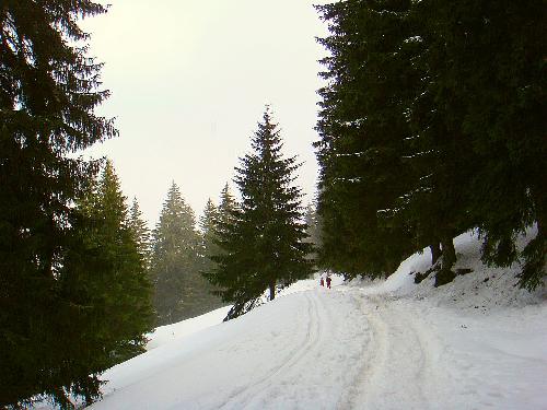 Carpati.org