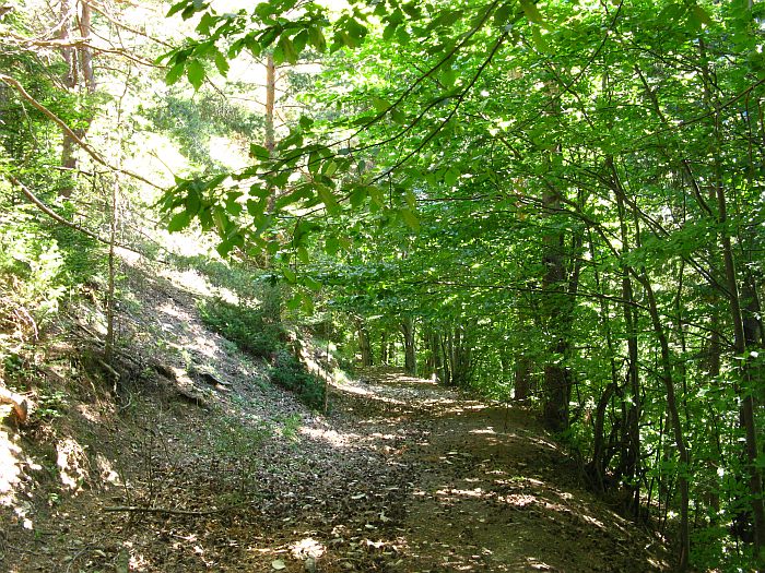 /continuare/33-padure.jpg