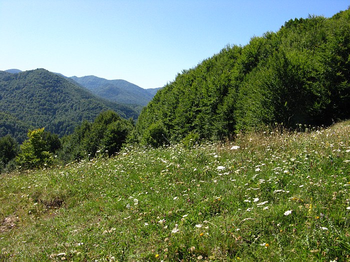 /continuare/43-poiana.jpg