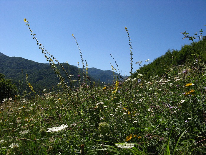 /continuare/45-poiana-iarba.jpg