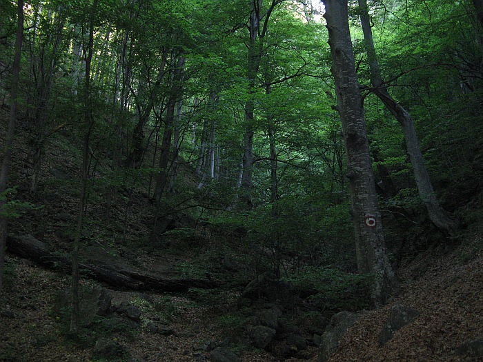 /foarfeca/img_6999.jpg