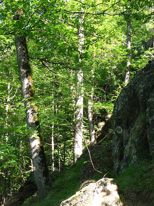 /foarfeca/img_7009.jpg