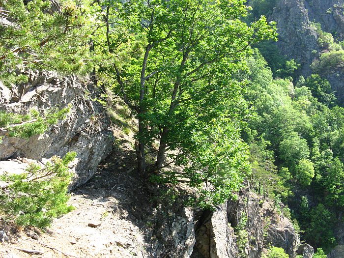 /foarfeca/img_7024.jpg