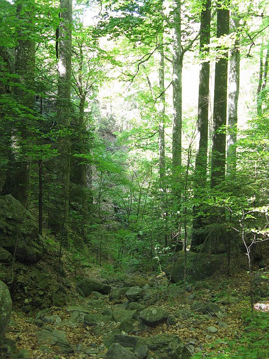 /foarfeca/img_7039.jpg