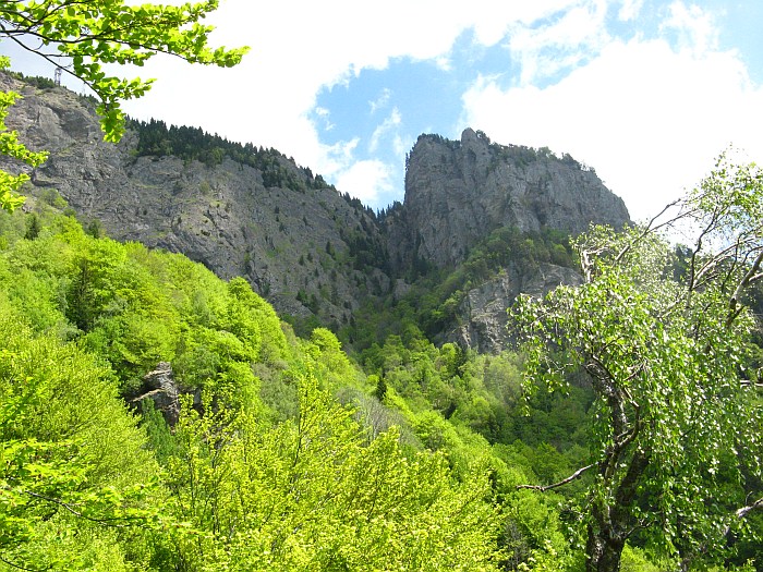 /foarfeca/img_7049.jpg