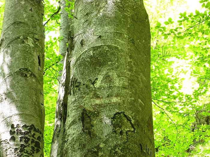 /foarfeca/img_7052.jpg