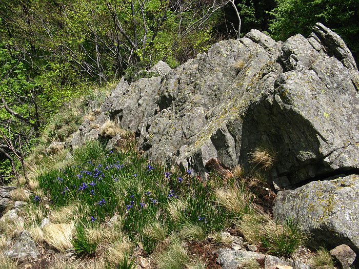 /foarfeca/img_7057.jpg
