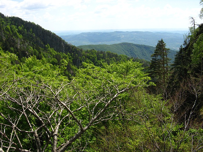 /foarfeca/img_7060.jpg