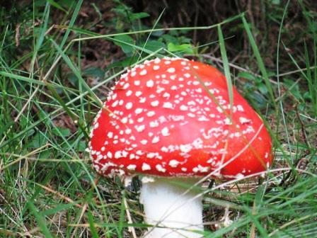 /Bohodei/img_1863.jpg