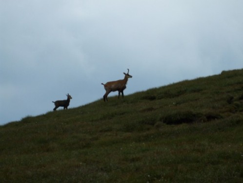 Carpati.org