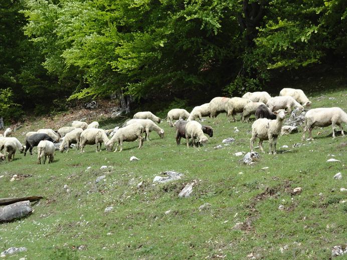 /Piatra/dsc02597.jpg