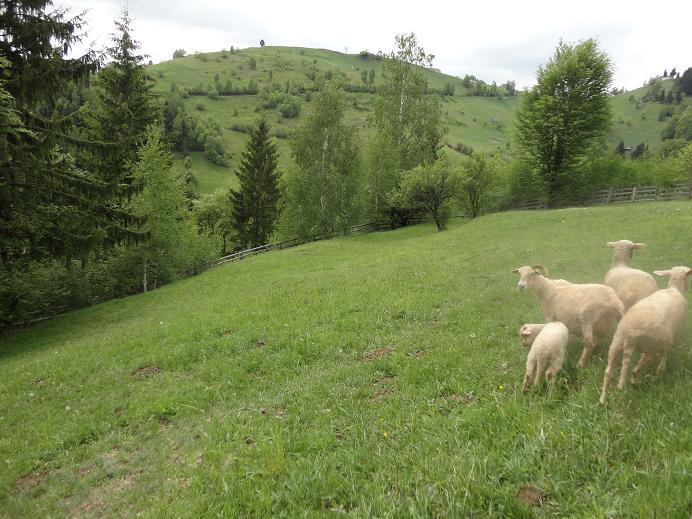 /Piatra/dsc02606.jpg