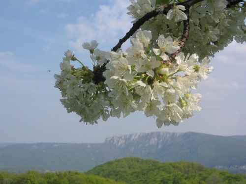 Carpati.org