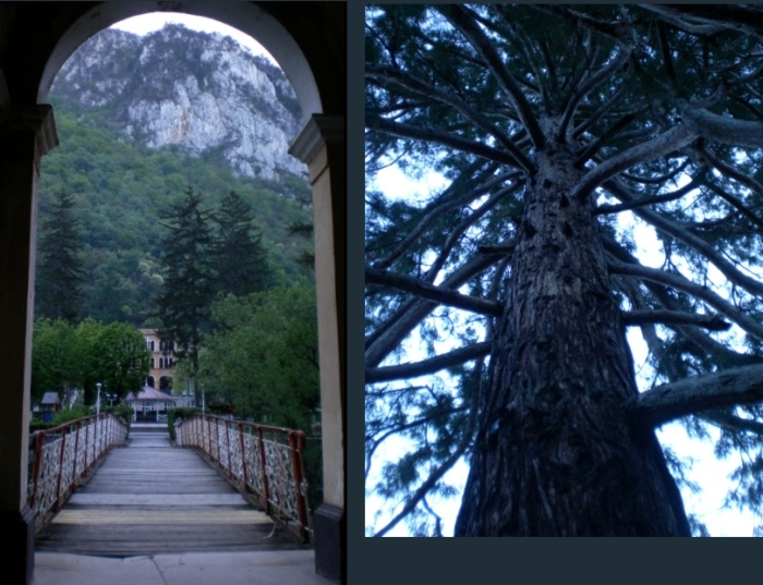 /cernei/002_herculane_-_sequoia.jpg