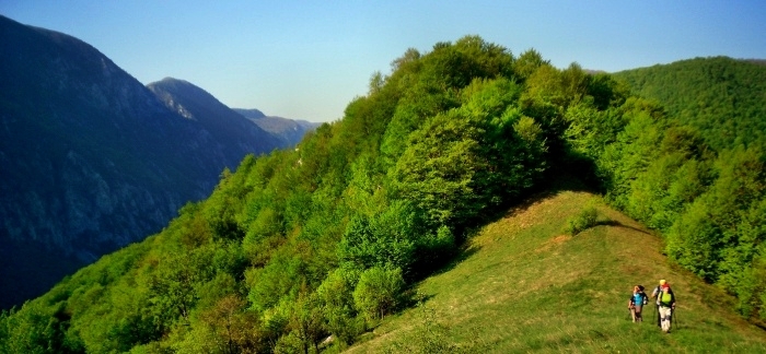 /cernei/009_iesim_din_padure.jpg