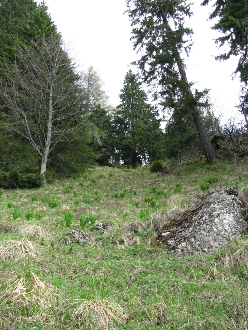 Carpati.org