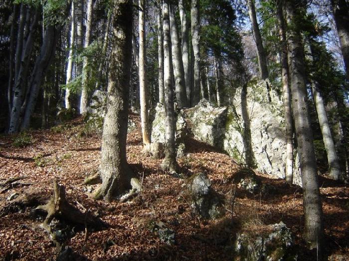 /Bucegi/radacini.jpg