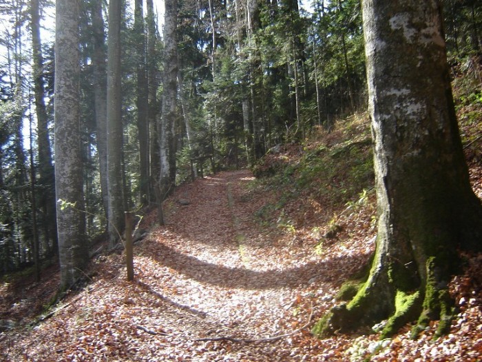 /Bucegi/traseu_poiana_stanii51.jpg
