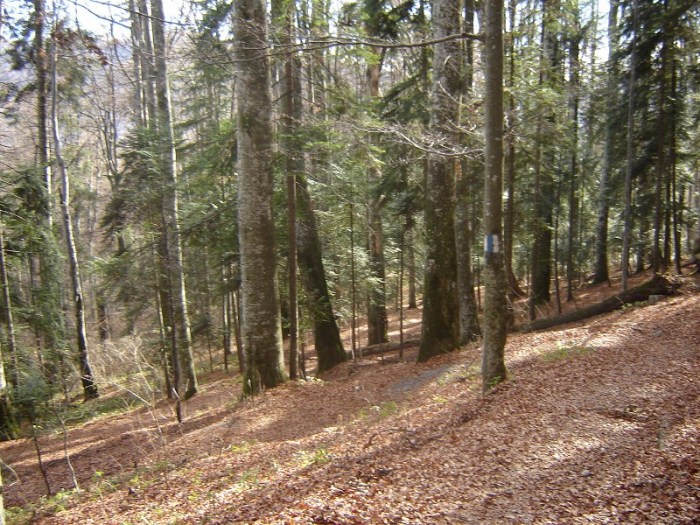 /Bucegi/traseu_poiana_stanii71.jpg
