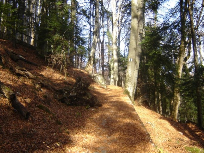 /Bucegi/traseu_poiana_stanii81.jpg