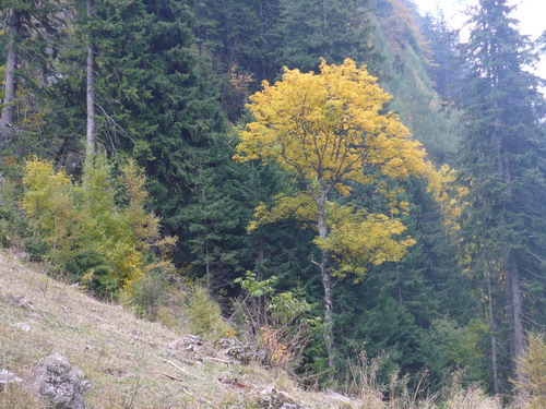 Carpati.org