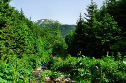 Carpati.org