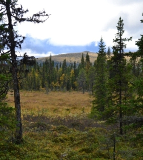 /kvikk/dsc_1550.jpg