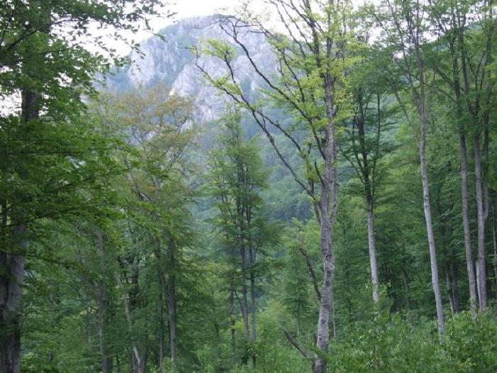 /piatra/dscf9119.jpg