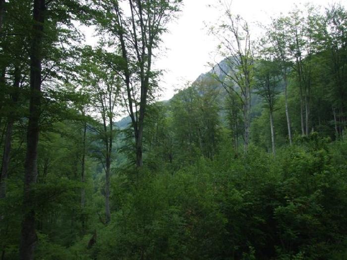/piatra/dscf9122.jpg