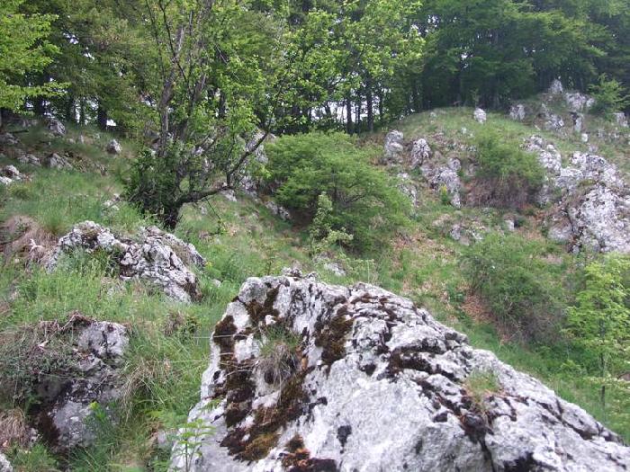 /piatra/dscf9188.jpg