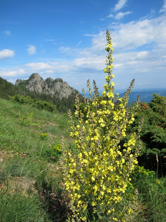 /Cozia/cozia_iunie_2013_181.jpg