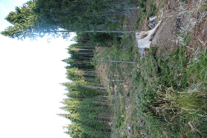 /Valea/dsc_0013.jpg
