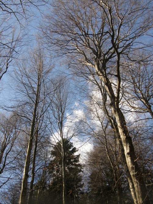 Carpati.org
