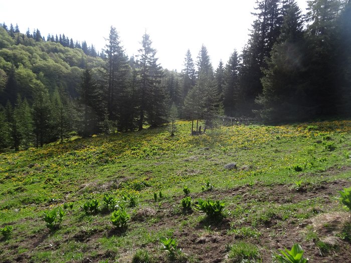 /malin20130507/poianacostilei.jpg