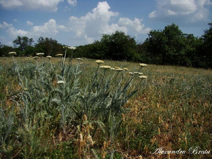 /Dobrogea/dsc07562.jpg